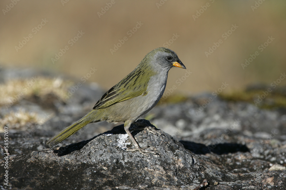 Great pampa-finch, Embernagra platensis Great pampa-finch, Embernagra platensis