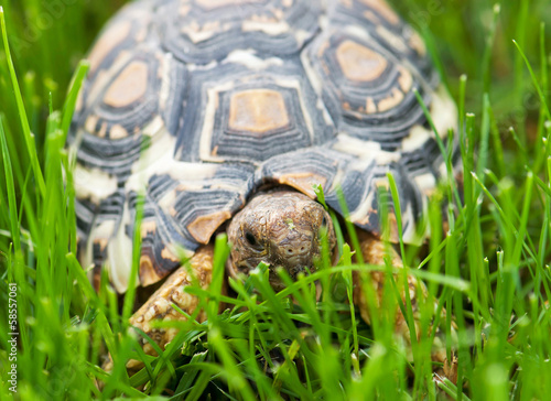 Turtle walking in the green grass photo