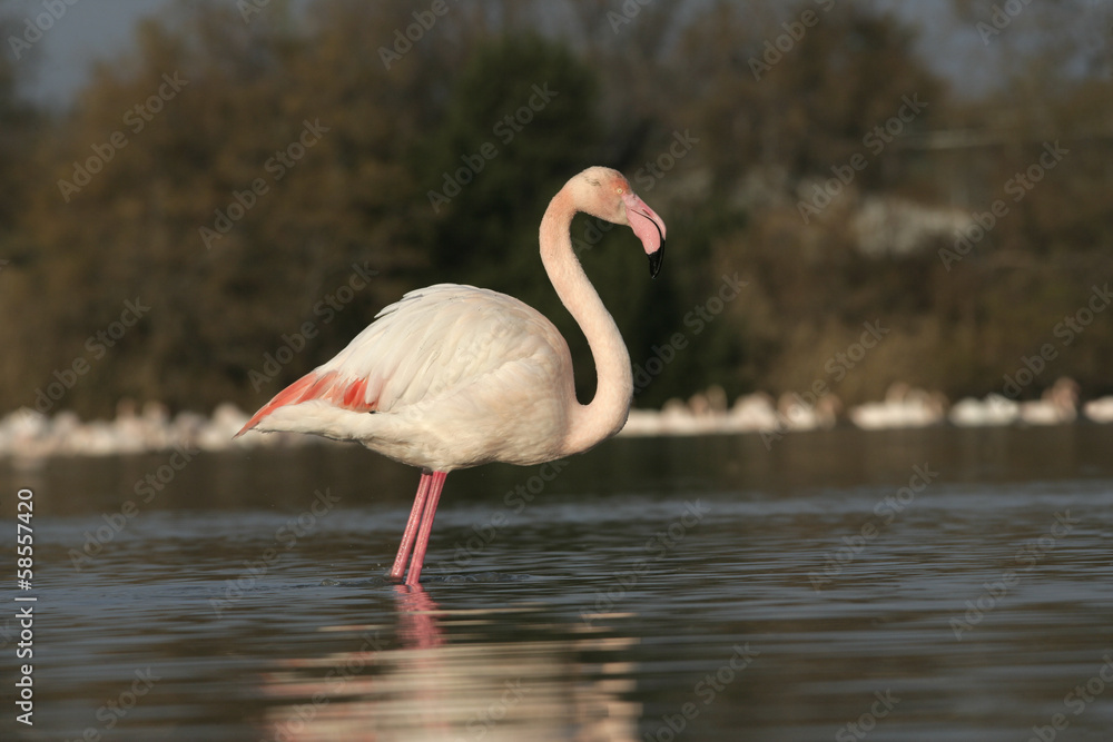 Greater flamingo, Phoenicopterus ruber
