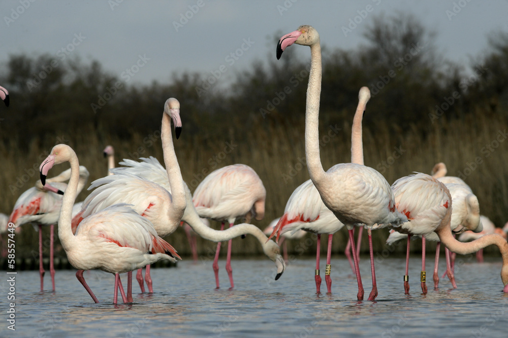 Greater flamingo, Phoenicopterus ruber Greater flamingo, Phoenicopterus ruber