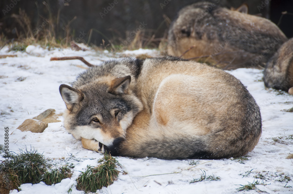 Naklejka premium Resting wolf