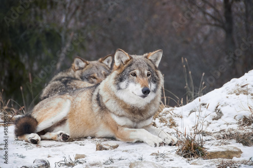 Resting wolves © Gry Thunes