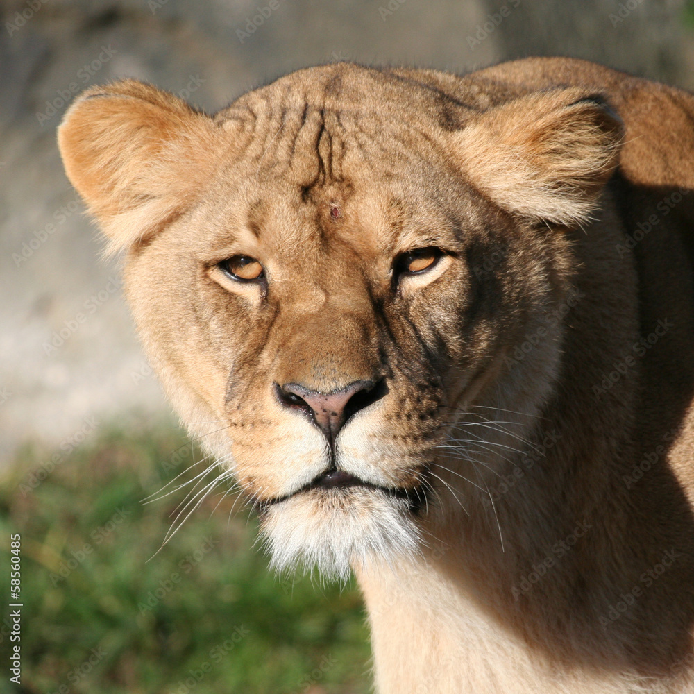 Löwinportrait Löwinportrait