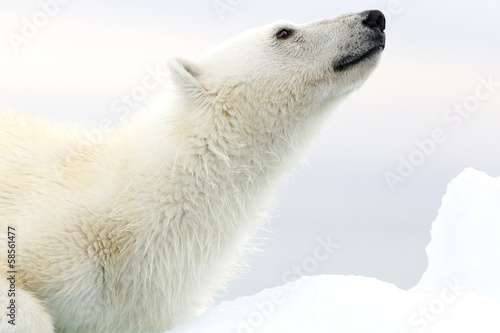 Svalbard
