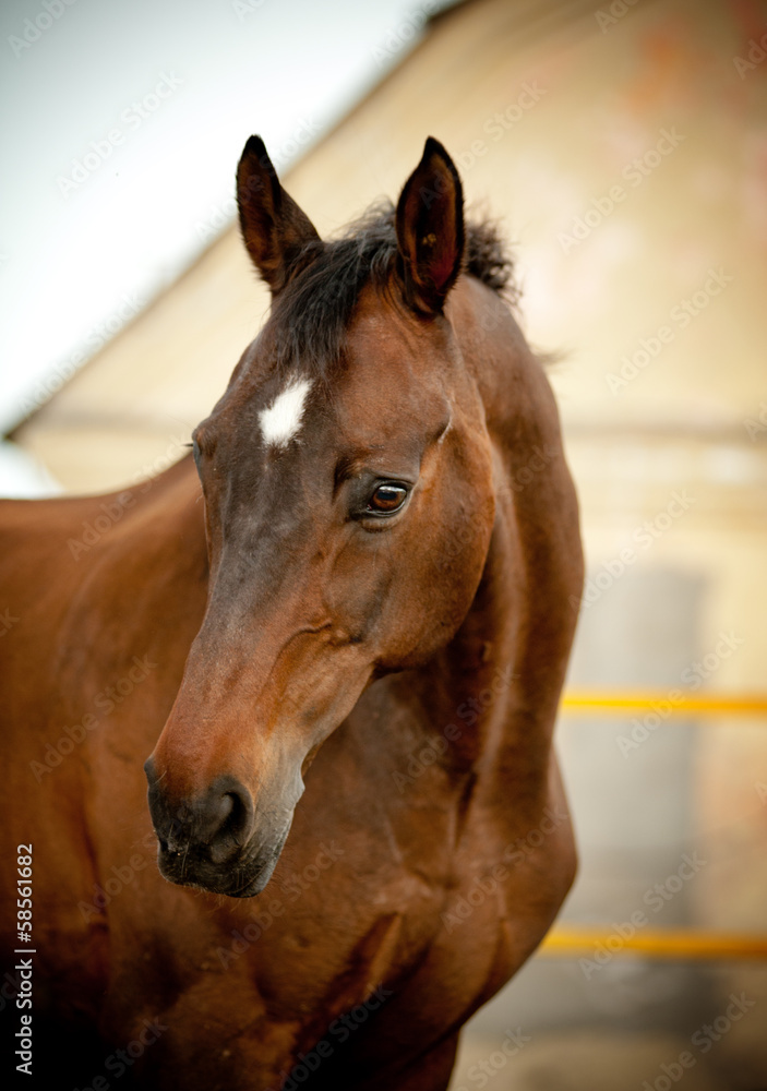 Obraz premium bay horse