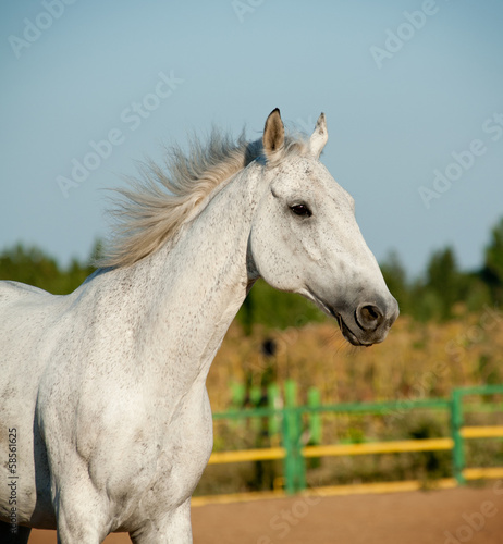 gray horse