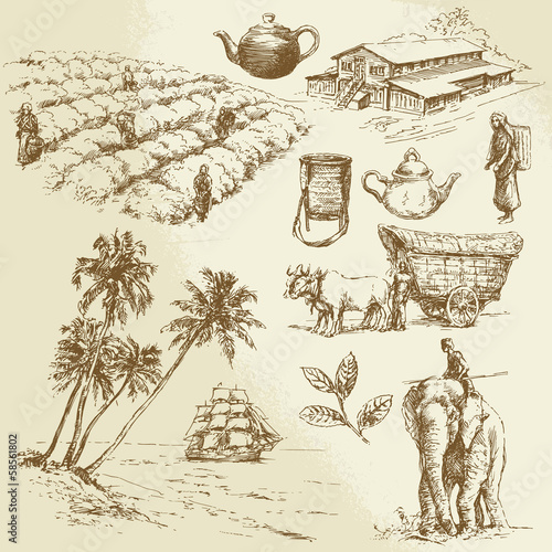 tea plantations - hand drawn set photo