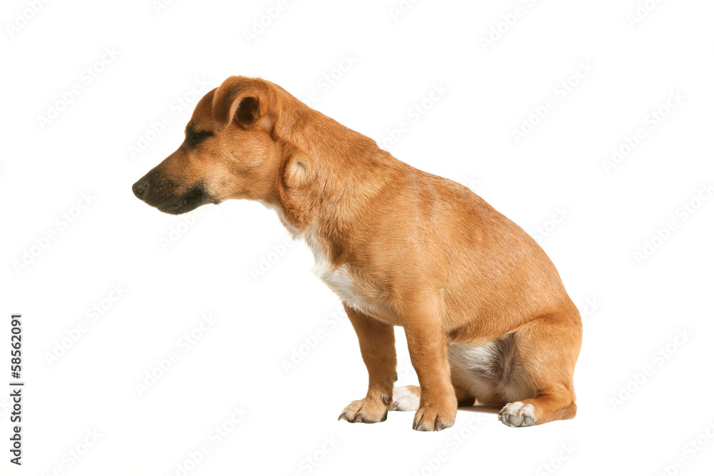 Adorable little dog, isolated on white background Adorable little dog, isolated on white background