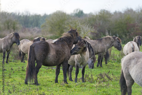 Konik horses in a meadow at fall