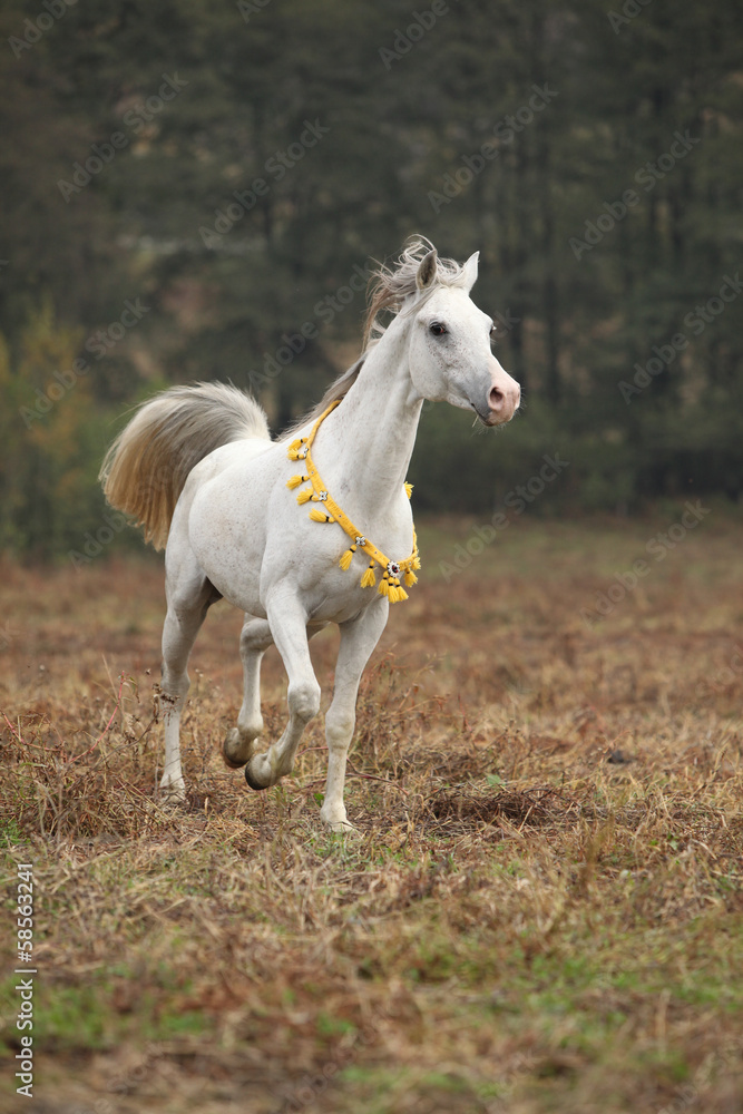 Obraz premium Nice white arabian stallion with flying mane