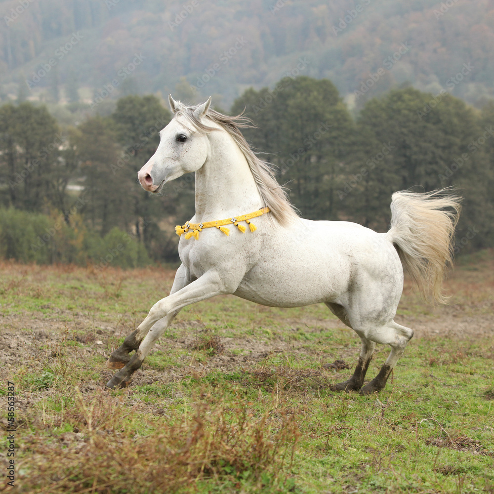 Nice white arabian stallion with flying mane Nice white arabian stallion with flying mane