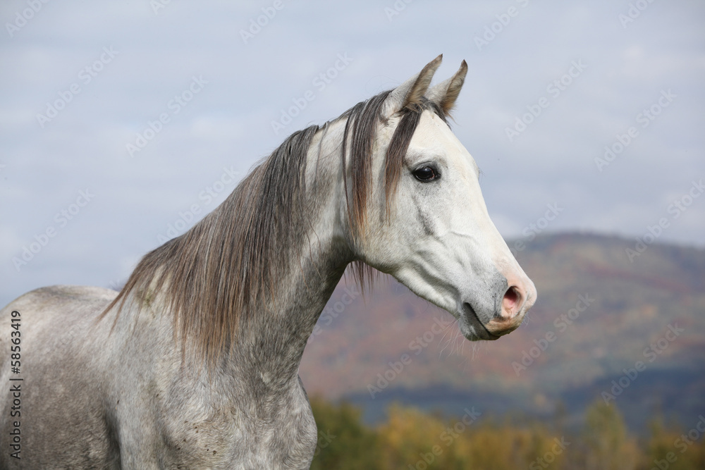 Obraz premium Nice arabian stallion with long mane in autumn