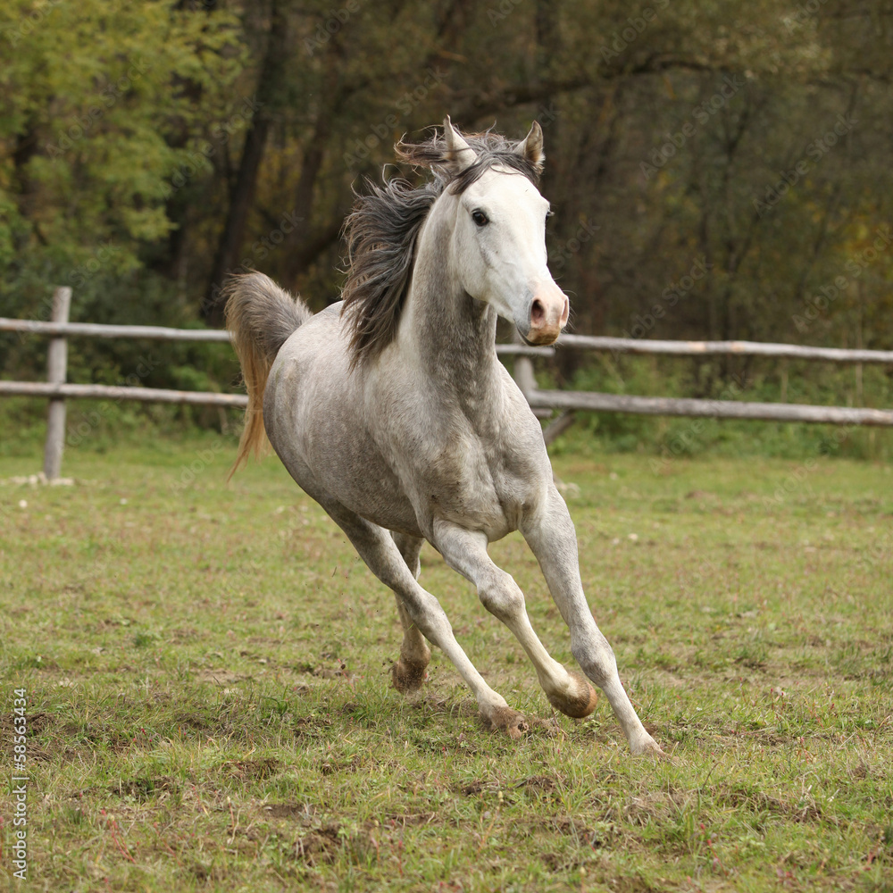 Nice grey arabian stallion with flying mane Nice grey arabian stallion with flying mane