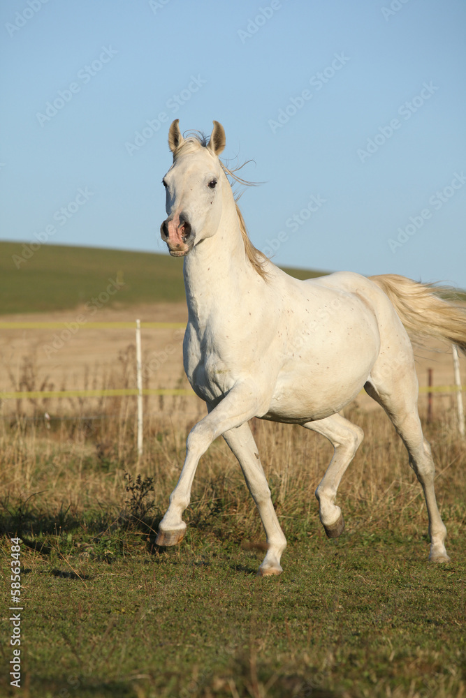 Gorgeous arabian horse running on autumn pasturage Gorgeous arabian horse running on autumn pasturage