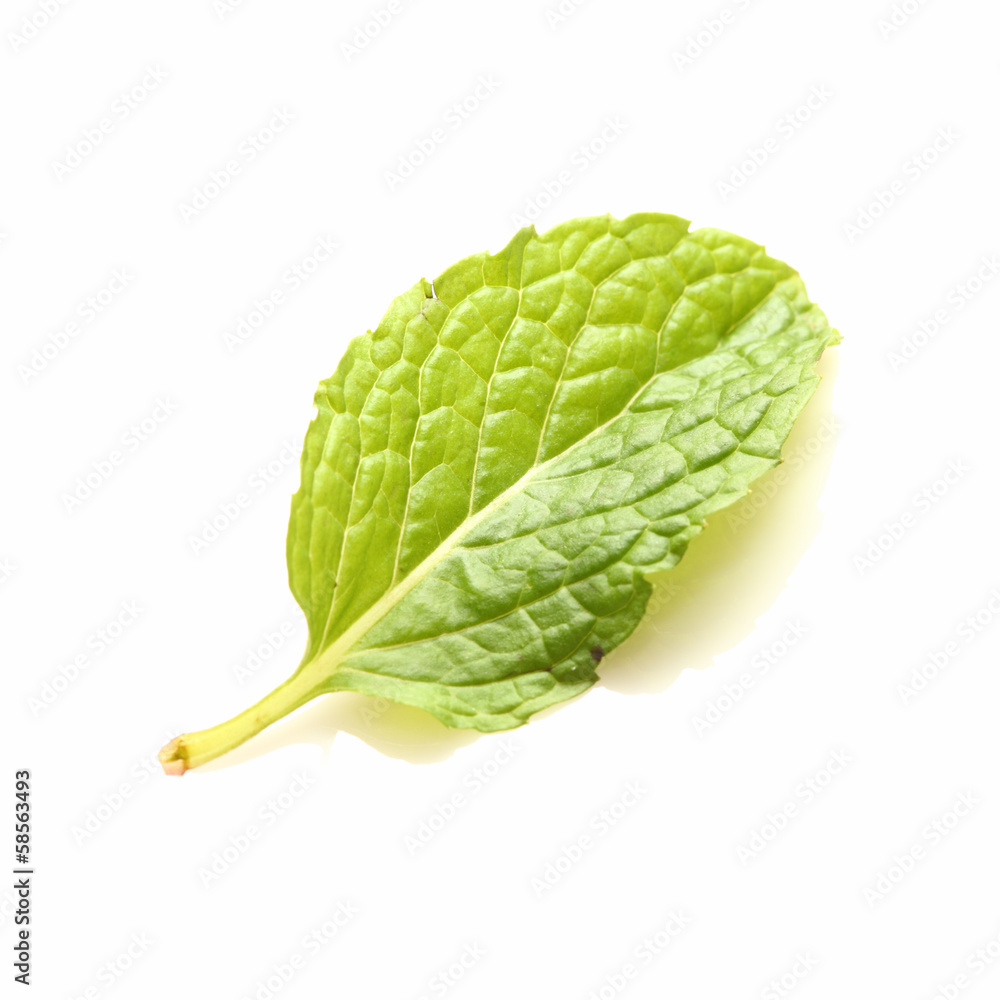 row mint leaves isolated on white background row mint leaves isolated on white background