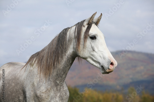 Fototapeta Naklejka Na Ścianę i Meble -  Nice arabian stallion with long mane in autumn