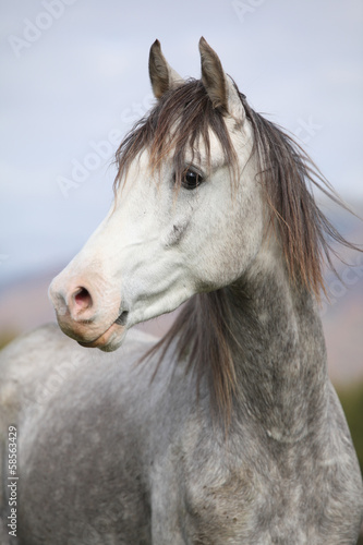 Fototapeta Naklejka Na Ścianę i Meble -  Nice arabian stallion with long mane in autumn