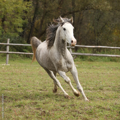 Nice grey arabian stallion with flying mane