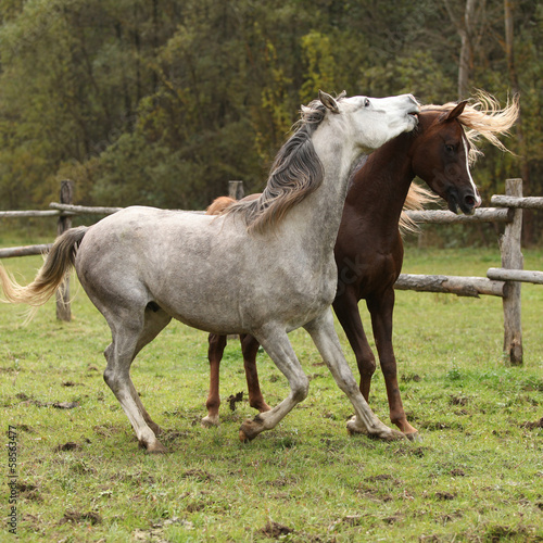 Two stallions playing on pasturage © Zuzana Tillerova