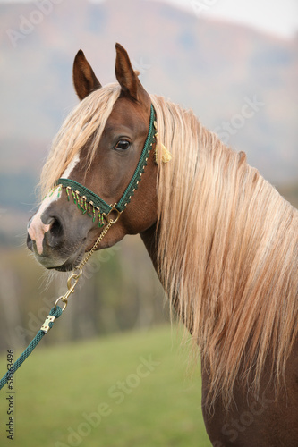 Fototapeta Naklejka Na Ścianę i Meble -  Gorgeous arabian stallion with long mane