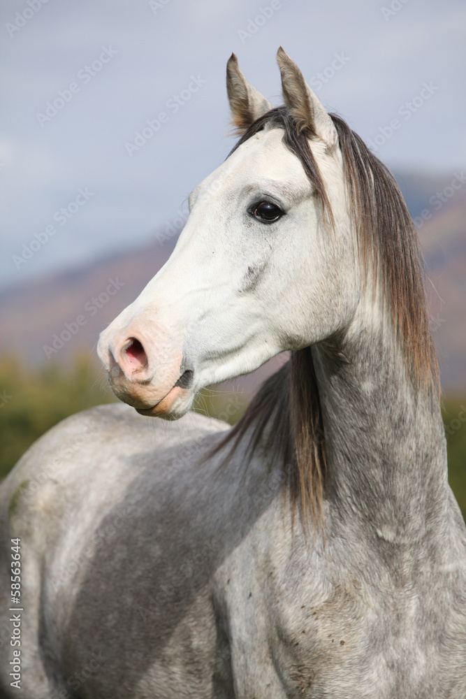 Nice arabian stallion with long mane in autumn Nice arabian stallion with long mane in autumn