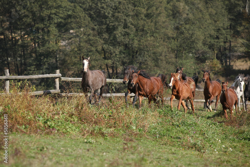 Group of horses running on autumn pasturage © Zuzana Tillerova