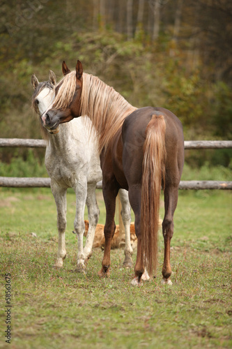 Fototapeta Naklejka Na Ścianę i Meble -  Two stallions playing on pasturage