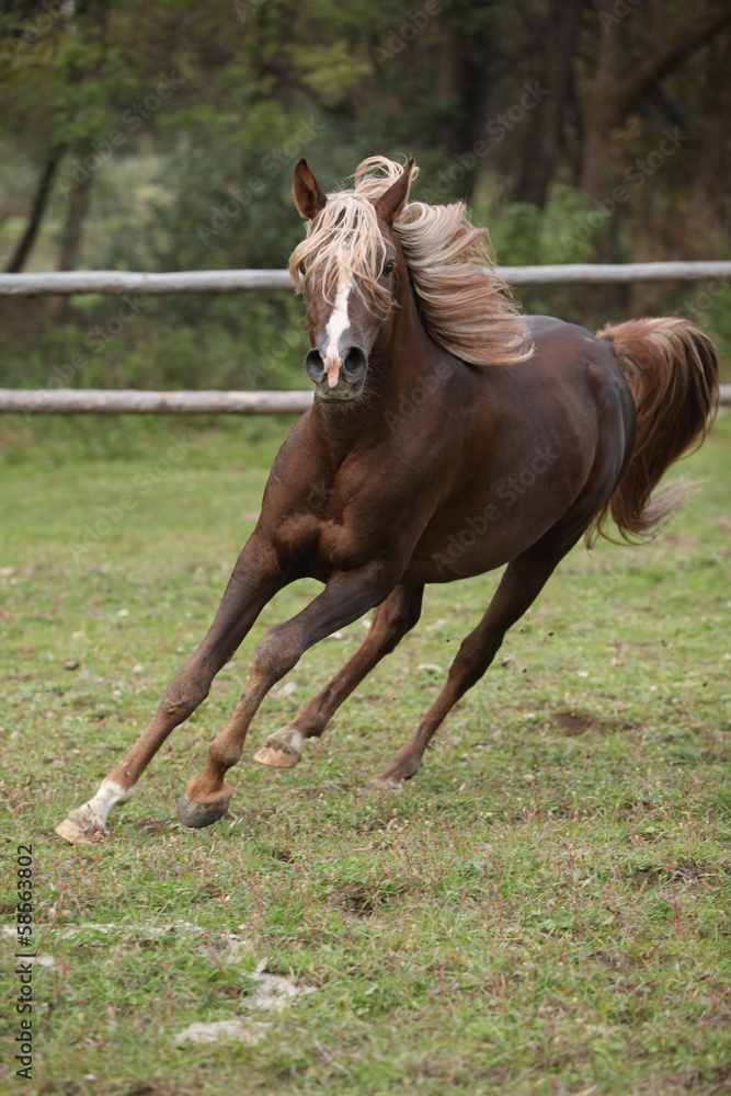 Fototapeta premium Gorgeous arabian stallion with long flying mane