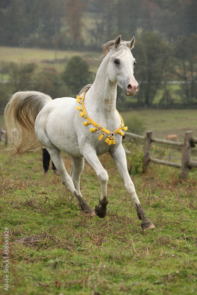 Nice white arabian stallion with flying mane