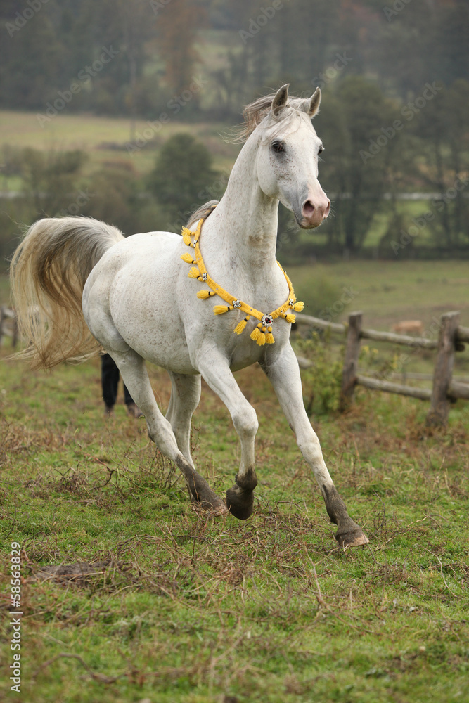 Nice white arabian stallion with flying mane Nice white arabian stallion with flying mane
