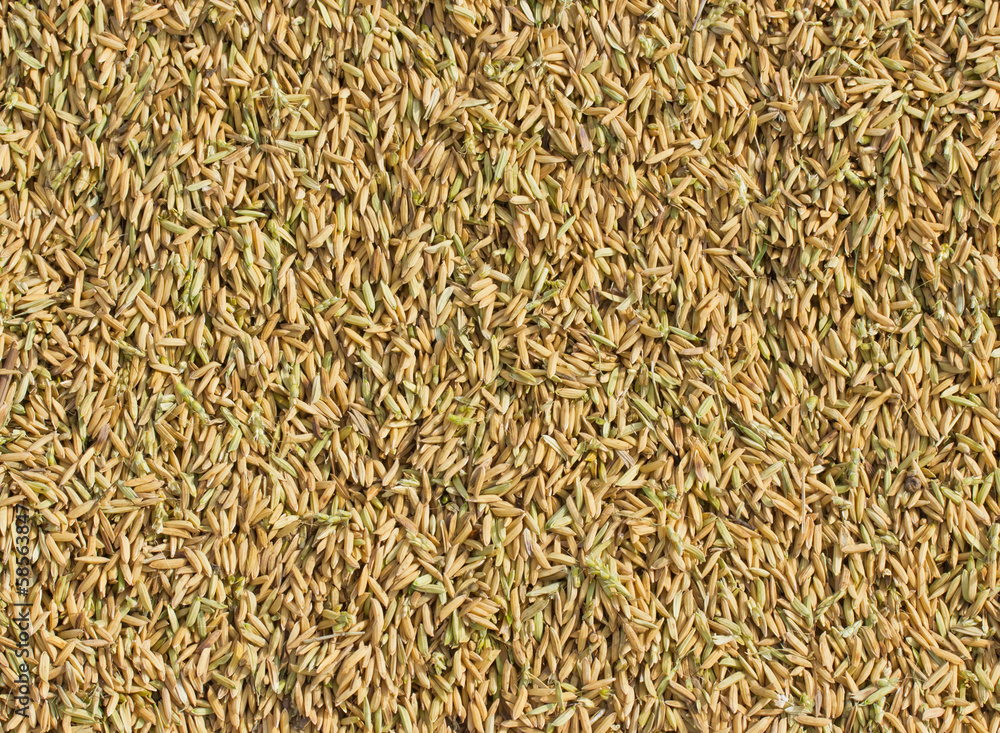 Paddy rice in Thailand agriculture industry food Paddy rice in Thailand agriculture industry food