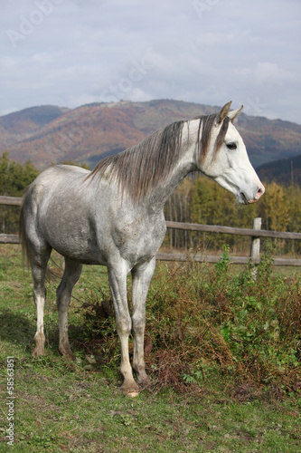 Nice grey arabian stallion