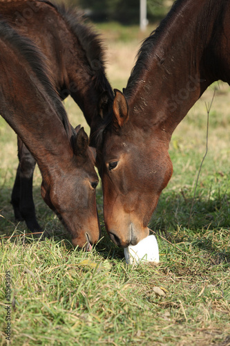 Fototapeta Naklejka Na Ścianę i Meble -  Kabardin horse with lick-log on pasturage