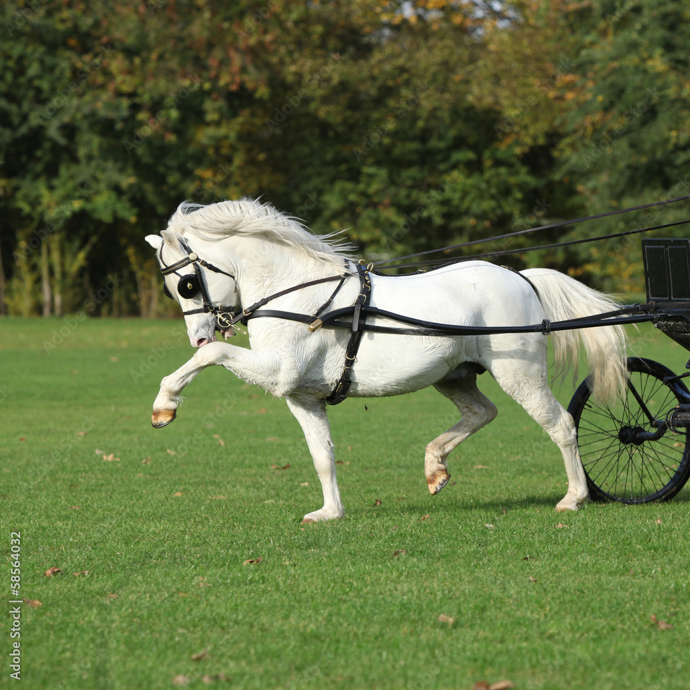 Nice welsh mountain pony stallion running Nice welsh mountain pony stallion running