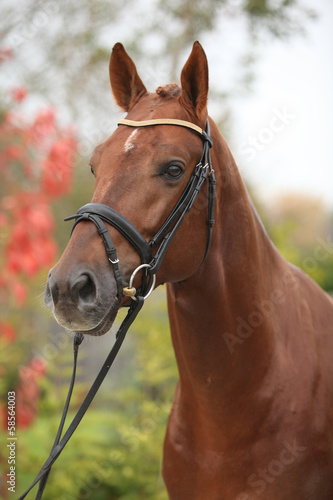 Nice big horse with perfect hair style