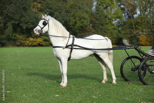 Fototapeta Naklejka Na Ścianę i Meble -  White welsh mountain pony standing