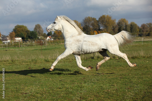 Nice welsh mountain pony stallion running
