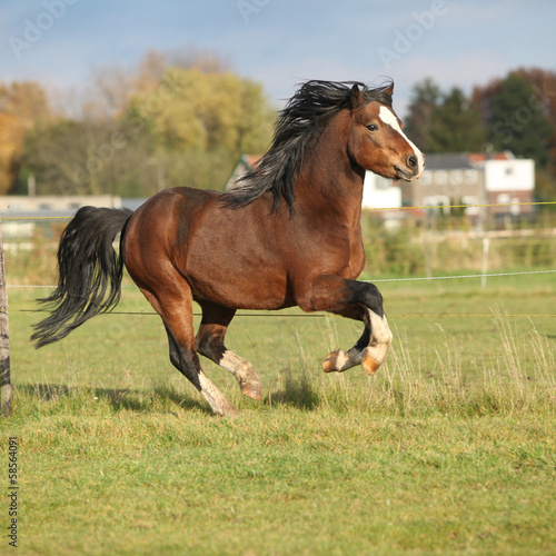 Nice welsh mountain pony stallion running