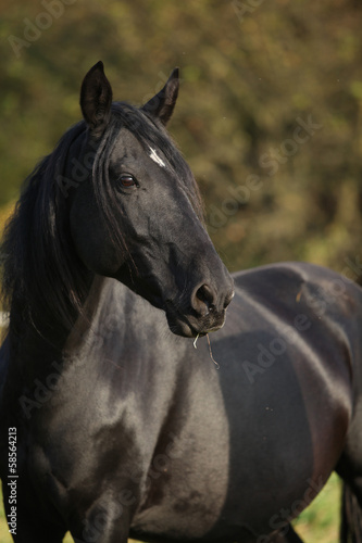 Nice black kabardin horse in autumn