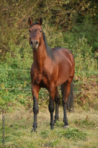 Nice kabardin horse in autumn