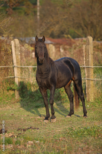 Nice black kabardin horse in autumn