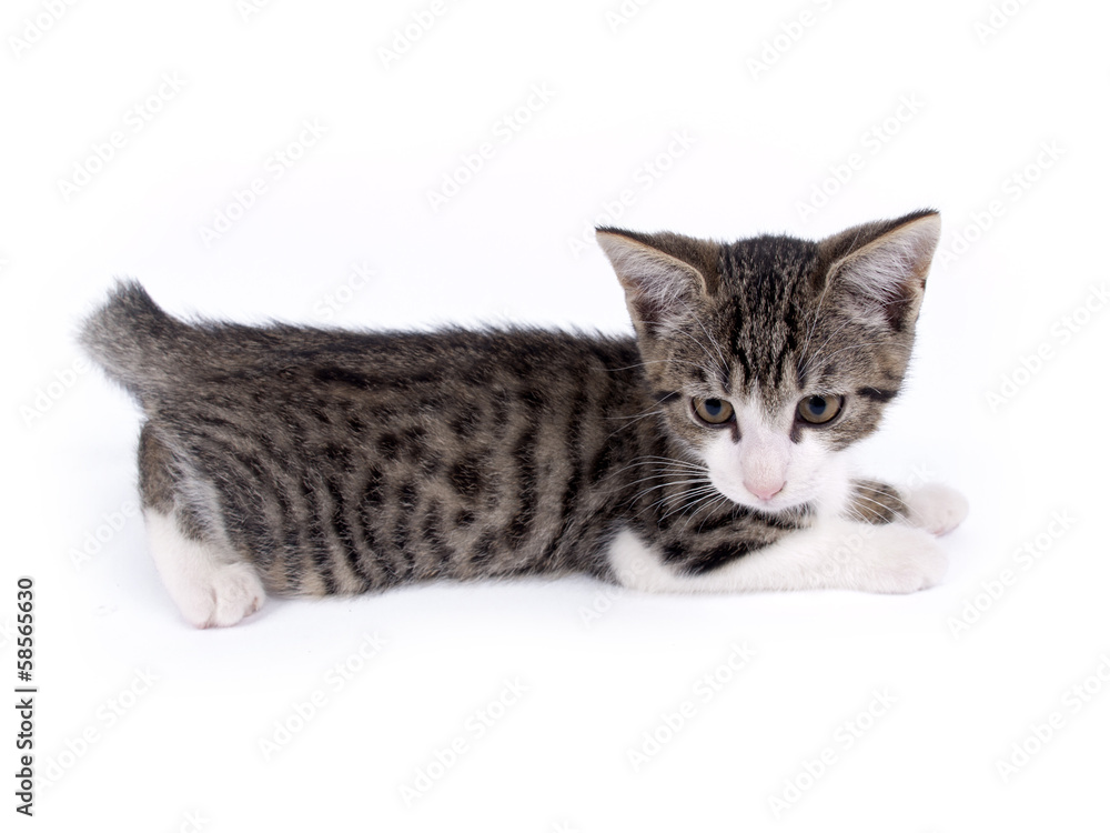 Young ten weeks old shorthaired grey and white striped kitten