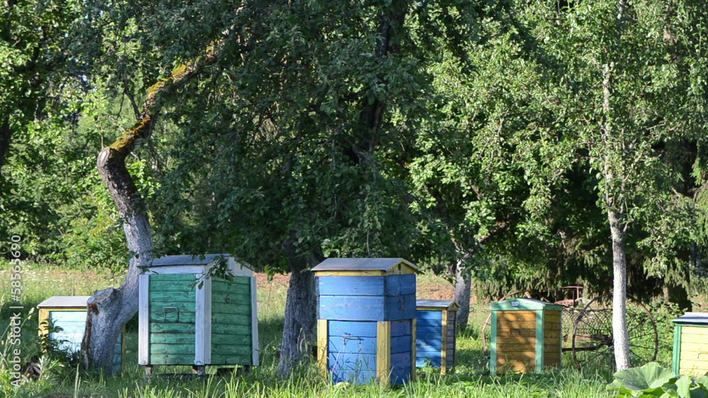 Colorful bee hives under fruit trees in rural garden. Beekeeping Colorful bee hives under fruit trees in rural garden. Beekeeping