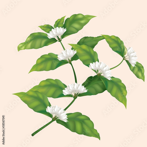 icon coffee tree branch with flowers