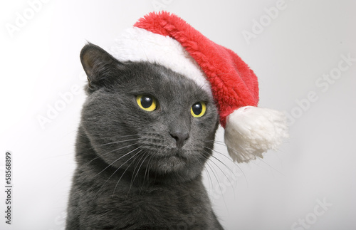 Gray Cat Santa - christmas cat