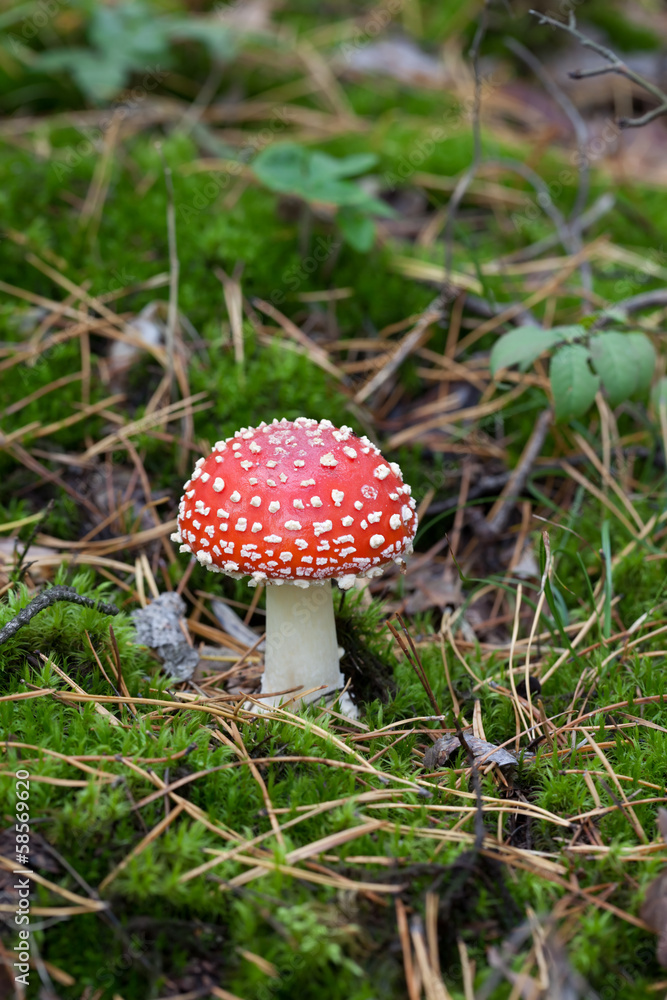Red amanita muscaria mushroom in moss Red amanita muscaria mushroom in moss