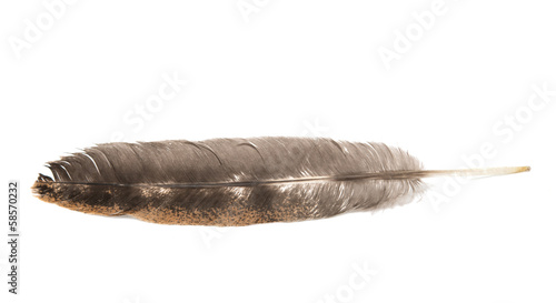 bird feather isolated