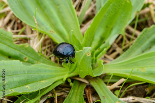 Black beetle