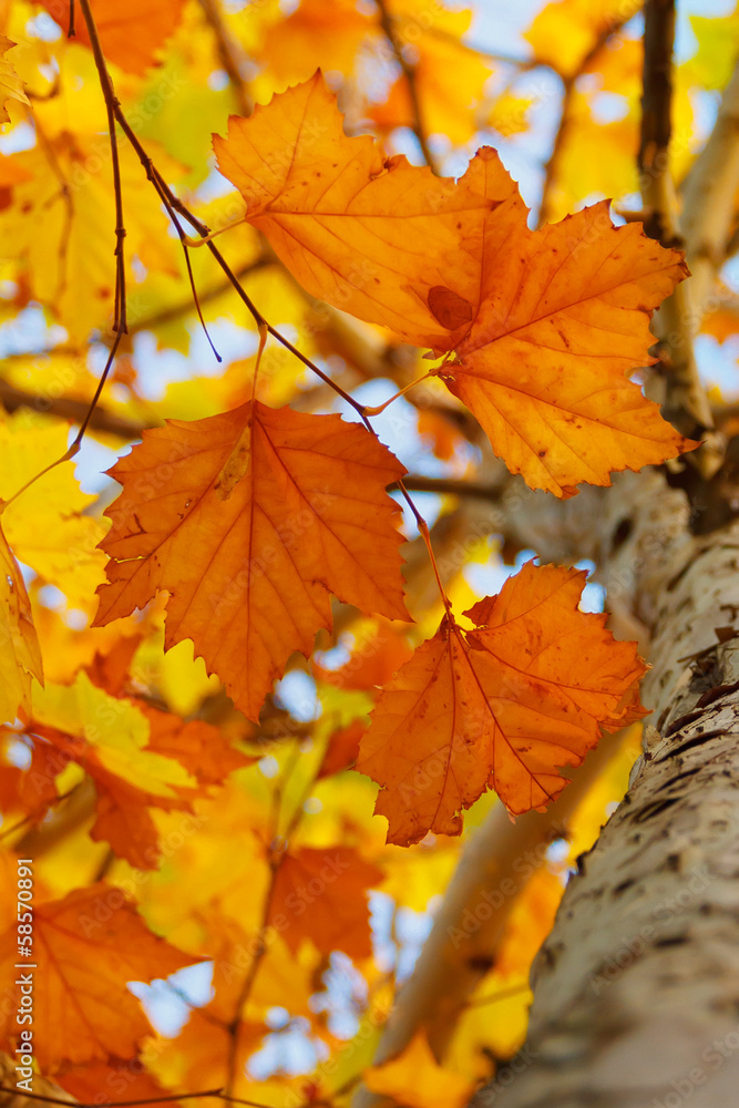 autumn leaves autumn leaves