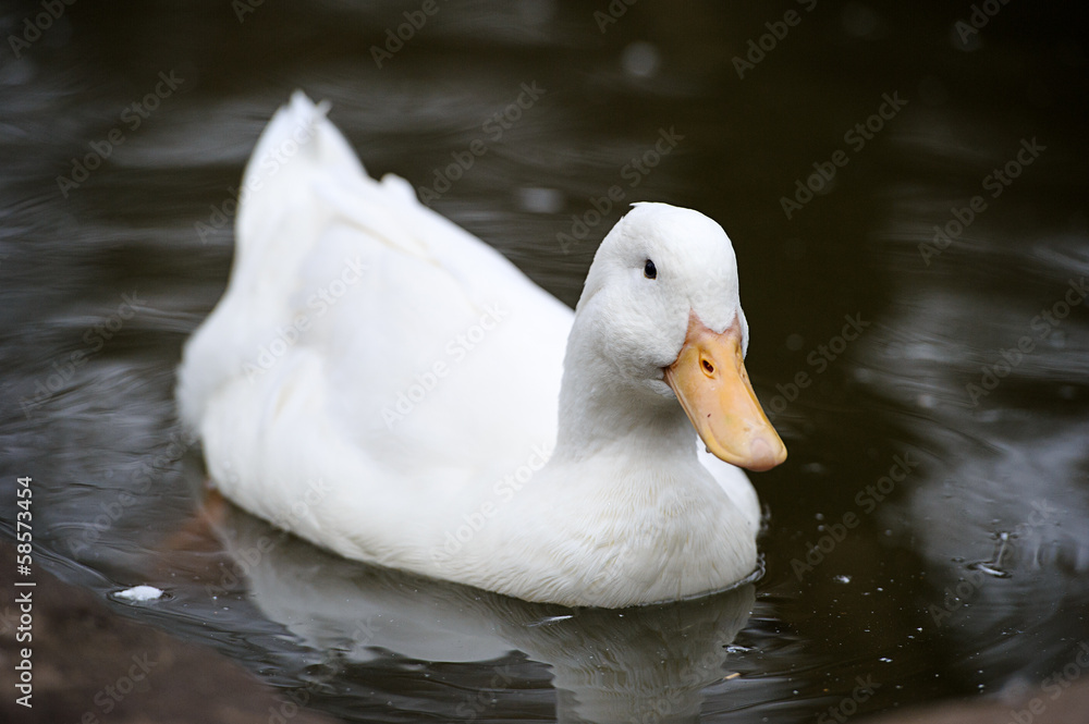 Duck floats on water